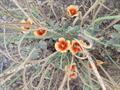 Glaucium oxylobum